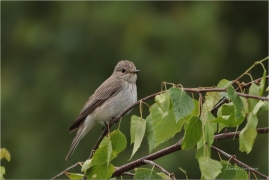 <p>LEJSEK ŠEDÝ (Muscicapa striata) Slovensko - Volovské vrchy - Hnilčík ---- /Grauschnäpper - Spotted flycatcher/</p>